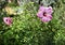 Dinner Plate Hybiscus, also called Hibiscus moscheutos