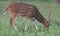 Dinner Time of Wild Deer with Rain Forest