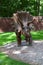 Dino Park Triceratops huge dinosaur of Jurassic era walks in the forest in summer on a sunny day