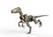 Dino raptor robot is running