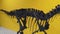 Dinosaur Allosaurus skeleton close up. Allosaurus is a genus of carnivorous theropod dinosaur that lived 155 to 150