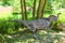 Dinosaur in baltow park poland . Park for kids whit dinosaur