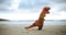 Dinosaur costume, beach and funny with sunshine, comic and running with waves and sand. Blue sky, Halloween outfit and