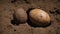 dinosaur eggs in soil The dinosaur egg was a clue in the murder case. It had been found near the crime scene,