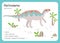 Dinosaur Fact Flash Cards - Dinosaur Names Corresponding to the English Alphabet. Vector illustration. Herbivore set. Dinosaur