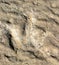 Dinosaur Footprint