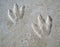 Dinosaur Footprints