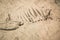 Dinosaur fossil found, Primitive animals bone in sand