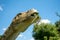 Dinosaur head detail in exhibition in botanic park Arboretum in Volcji Potok, Slovenia.