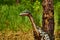 A dinosaur in Jurassic Park lives among the trees. Construction and model of dinosaurs in the forest. Live wild lizards