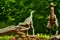 A dinosaur in Jurassic Park lives among the trees. Construction and model of dinosaurs in the forest. Live wild lizards