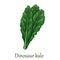 Dinosaur kale, dark green leafy vegetable