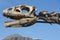 Dinosaur\'s head skull and blue sky, Ischigualasto