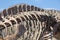 Dinosaur\'s skeleton details and blue sky, Ischigualasto