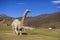 Dinosaur sculpture in an abandoned tourist complex