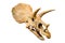 Dinosaur skeleton. Triceratops Fossil skull over white