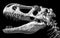 Dinosaur skull