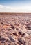 Dinosaur tracks in Arizona desert