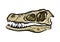 Dinosaur velociraptor skull