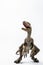 Dinosaur , Velociraptor on white background