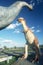 Dinosaurs as roadside attraction