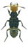 Dinothenarus flavocephalus, a species of rove beetle Staphylinidae from Europe
