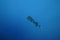 Diodon hystrix underwater in the ocean of egypt, underwater in the ocean of egypt, Common porcupinefish underwater photograph