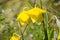 Diogenes ` Lantern Calochortus amabilis blooming in Stebbins Cold Canyon, Napa Valley, California