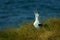 Diomedea sanfordi - Northern Royal Albatros crying on his nest in New Zealand near Otago peninsula,