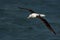 Diomedea sanfordi - Northern Royal Albatros flying above the sea in New Zealand near Otago peninsula,