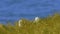 Diomedea sanfordi - Northern Royal Albatross crying on its nest  in New Zealand near Otago peninsula, South Island, white bird