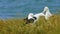 Diomedea sanfordi - Northern Royal Albatross crying on its nest  in New Zealand near Otago peninsula, South Island, white bird