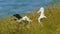 Diomedea sanfordi - Northern Royal Albatross crying on its nest  in New Zealand near Otago peninsula, South Island, white bird