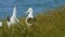 Diomedea sanfordi - Northern Royal Albatross crying on its nest  in New Zealand near Otago peninsula, South Island, white bird