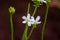 Dionaea muscipula blossom, detail closeup look. Carnivorous plant