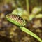 Dionaea muscipula carnivores plant