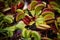 Dionaea Muscipula flowers.Carnivorous Venus flytrap plants in closeup