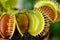 Dionaea muscipula , known as flytrap, in closeup,