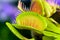 Dionaea muscipula , known as flytrap, in closeup,