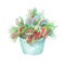 Dionaea muscipula in a pot isolated