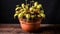 Dionaea muscipula, an unusual carnivorous plant at home.