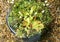 Dionaea muscipula, Venus fly trap