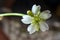 Dionaea muscipula white Flower macro