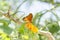 Dione moneta butterfly over lantana camara orange yellow flower