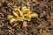 Dionea muscipula insectivorous plant