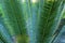 Dioon planifolium cycad leaves - Florida, USA