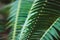 Dioon spinulosum, giant dioon or gum palm leaves closeup