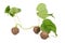 Dioscorea bulbifera,fruits and green leaves on a white background.