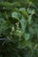 Dioscorea communis in bloom