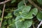 Dioscorea communis plant in bloom